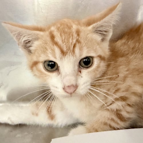 ALMOND - Domestic Short Hair for adoption in San Francisco