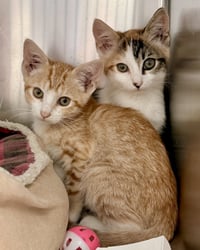 Almond - Photo 2