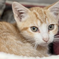 Almond - Photo 3