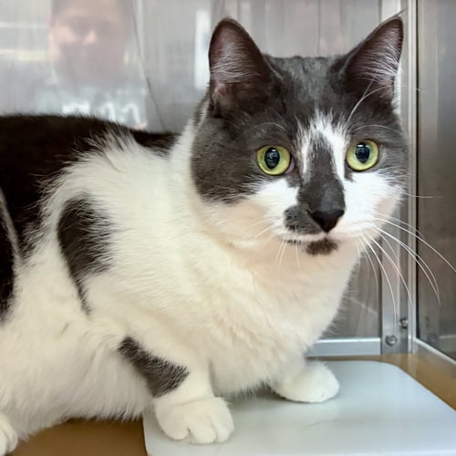 PEANUT - Domestic Short Hair available for adoption