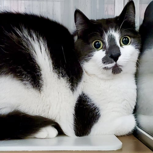 PEANUT - Domestic Short Hair available for adoption