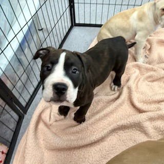 BARON - American Pit Bull Terrier available for adoption