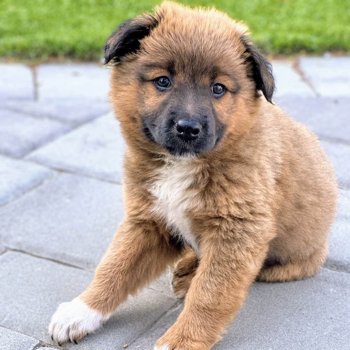 DONATELLA - Unknown available for adoption