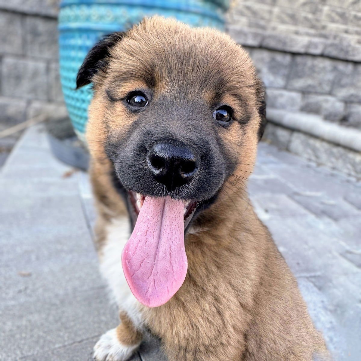 DONATELLA - Unknown available for adoption