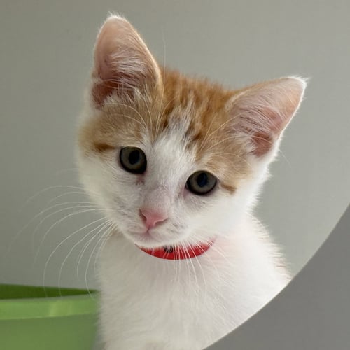 ANNATTO - Domestic Short Hair available for adoption