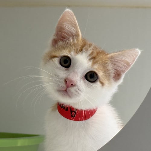 ANNATTO - Domestic Short Hair available for adoption