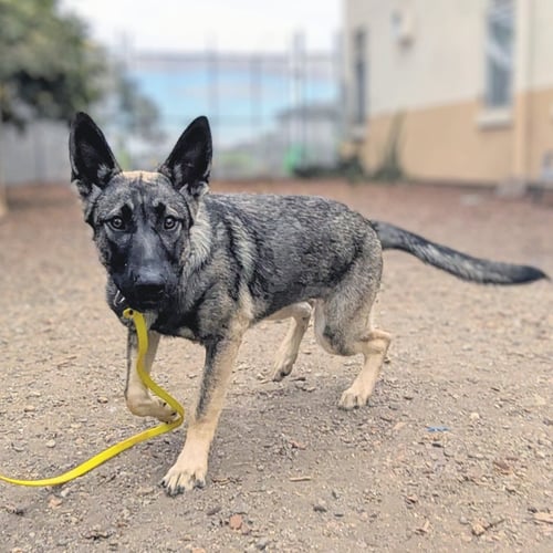 ISIS - German Shepherd Dog available for adoption