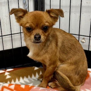 MANDARIN - Chihuahua available for adoption