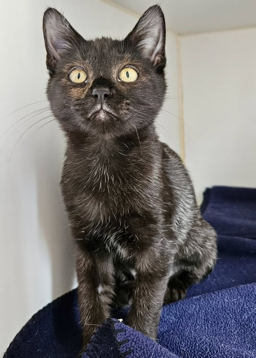 EEVEE (BONDED WITH YUKI) - Domestic Short Hair available for adoption