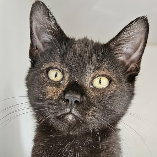 EEVEE (BONDED WITH YUKI) - Domestic Short Hair available for adoption