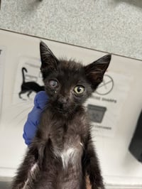Eevee (bonded with Yuki) - Photo 4