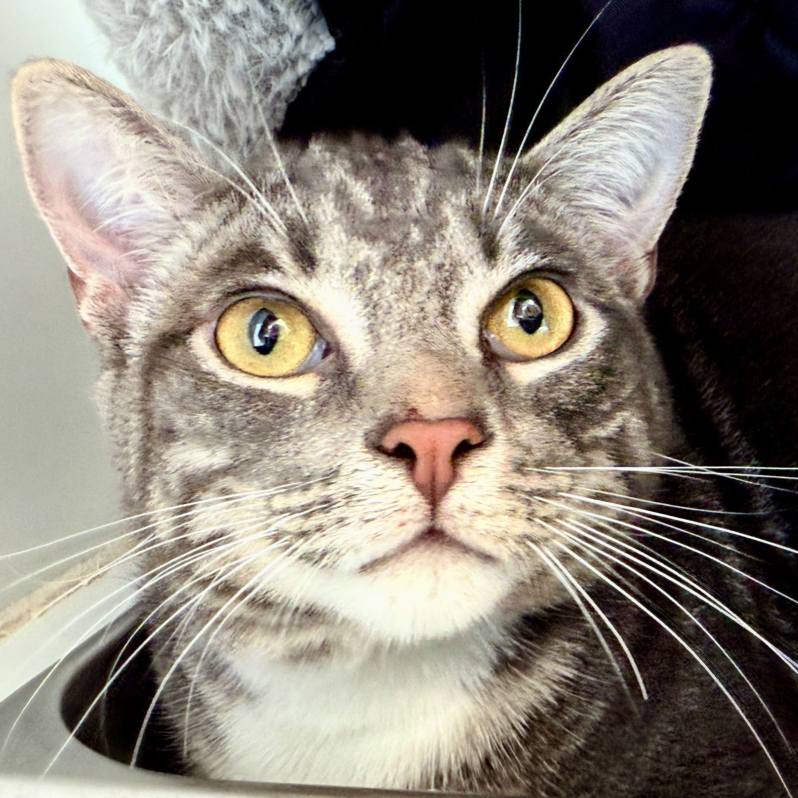 DEXTER (BONDED W/DOMINO) - Domestic Short Hair available for adoption