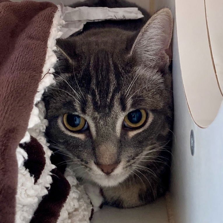 DEXTER (BONDED W/DOMINO) - Domestic Short Hair available for adoption