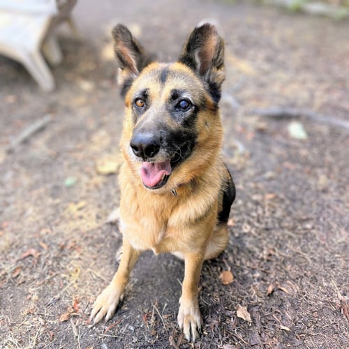 GWEN - German Shepherd Dog available for adoption