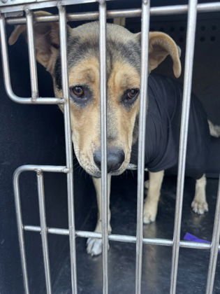 EDEN - German Shepherd Dog available for adoption