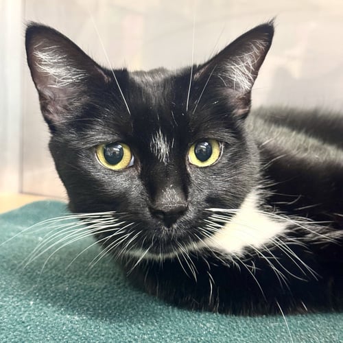 BENTO - Domestic Short Hair / Tuxedo available for adoption