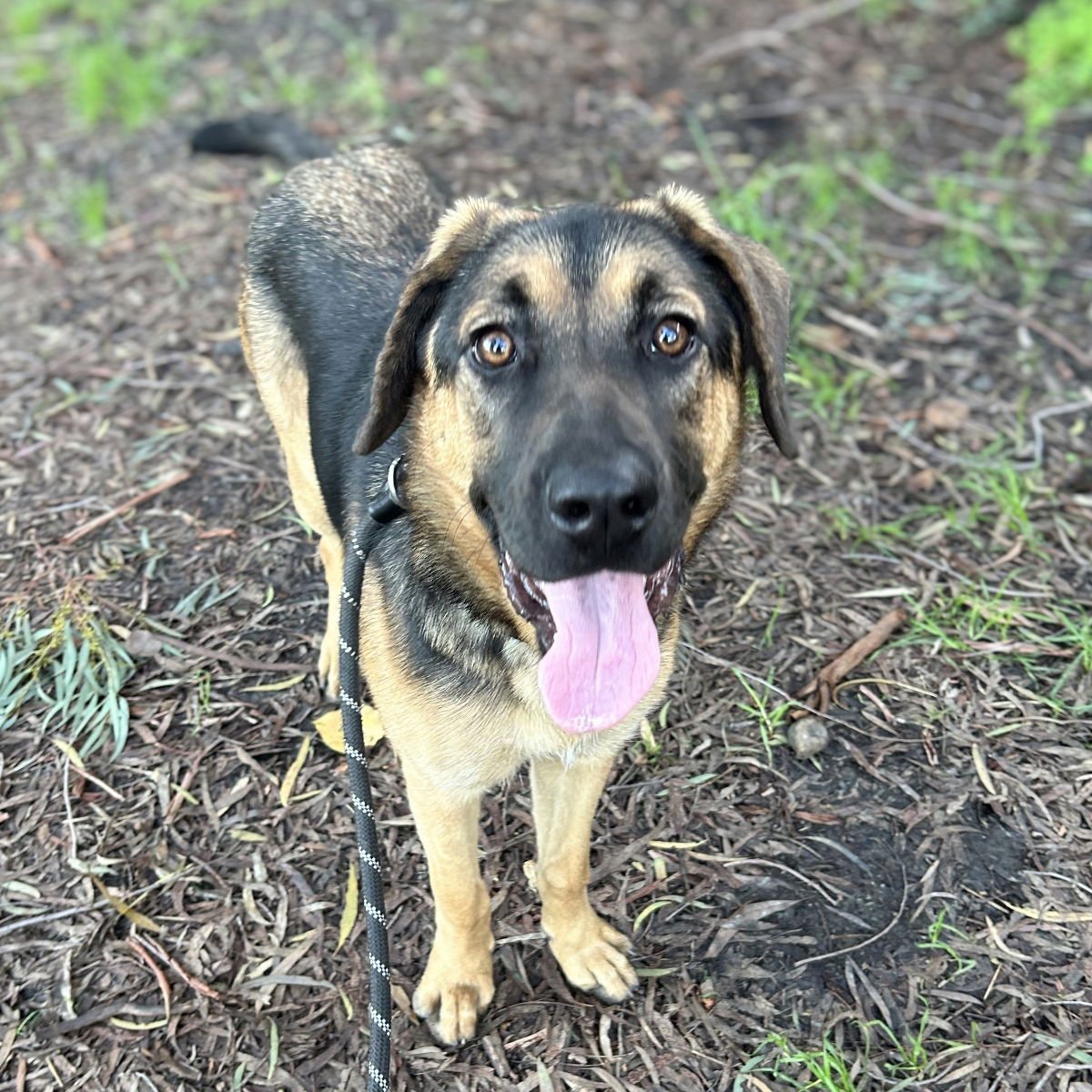 VENICE - Shepherd available for adoption