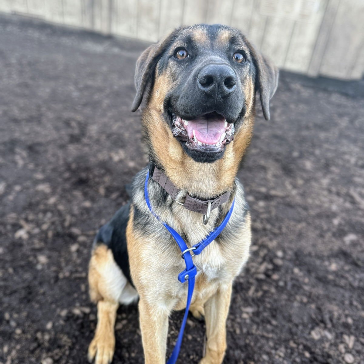 VENICE - Shepherd available for adoption