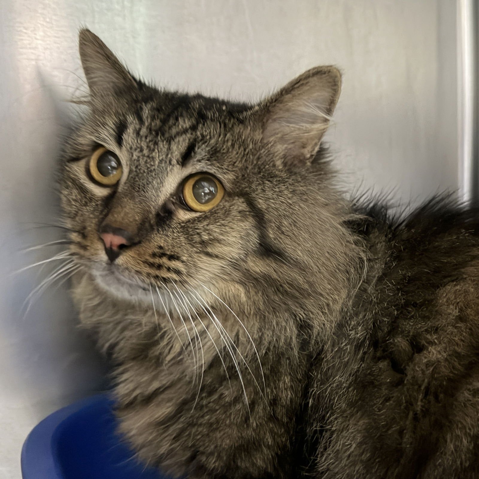 COURDOROY - Domestic Medium Hair available for adoption