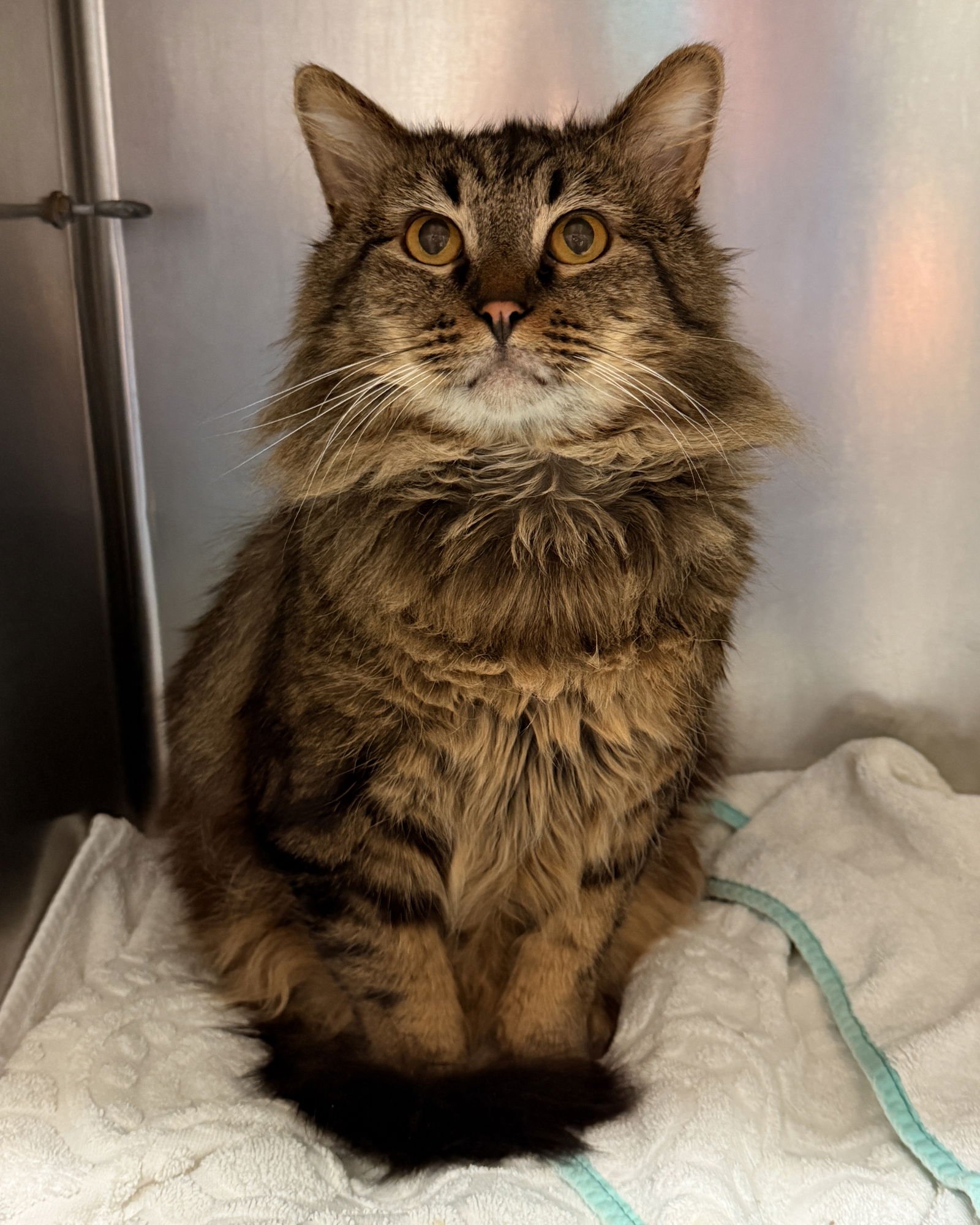 COURDOROY - Domestic Medium Hair available for adoption