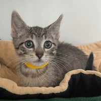 Mouse (bonded w/ Myrtle) - Photo 1