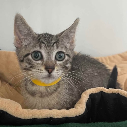 MOUSE (BONDED W/ MYRTLE) - Domestic Short Hair available for adoption