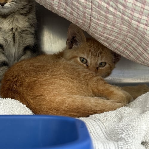 ALEX (BONDED W/ FARAH) - Domestic Short Hair available for adoption