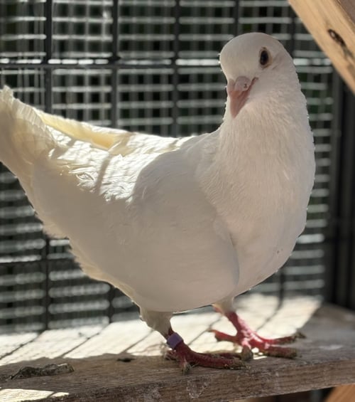 ROOIBOS - Pigeon available for adoption