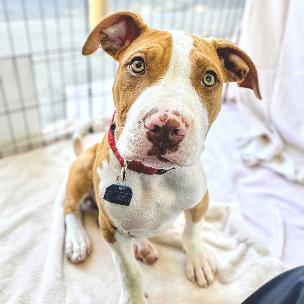 JAKE - Pit Bull Terrier available for adoption