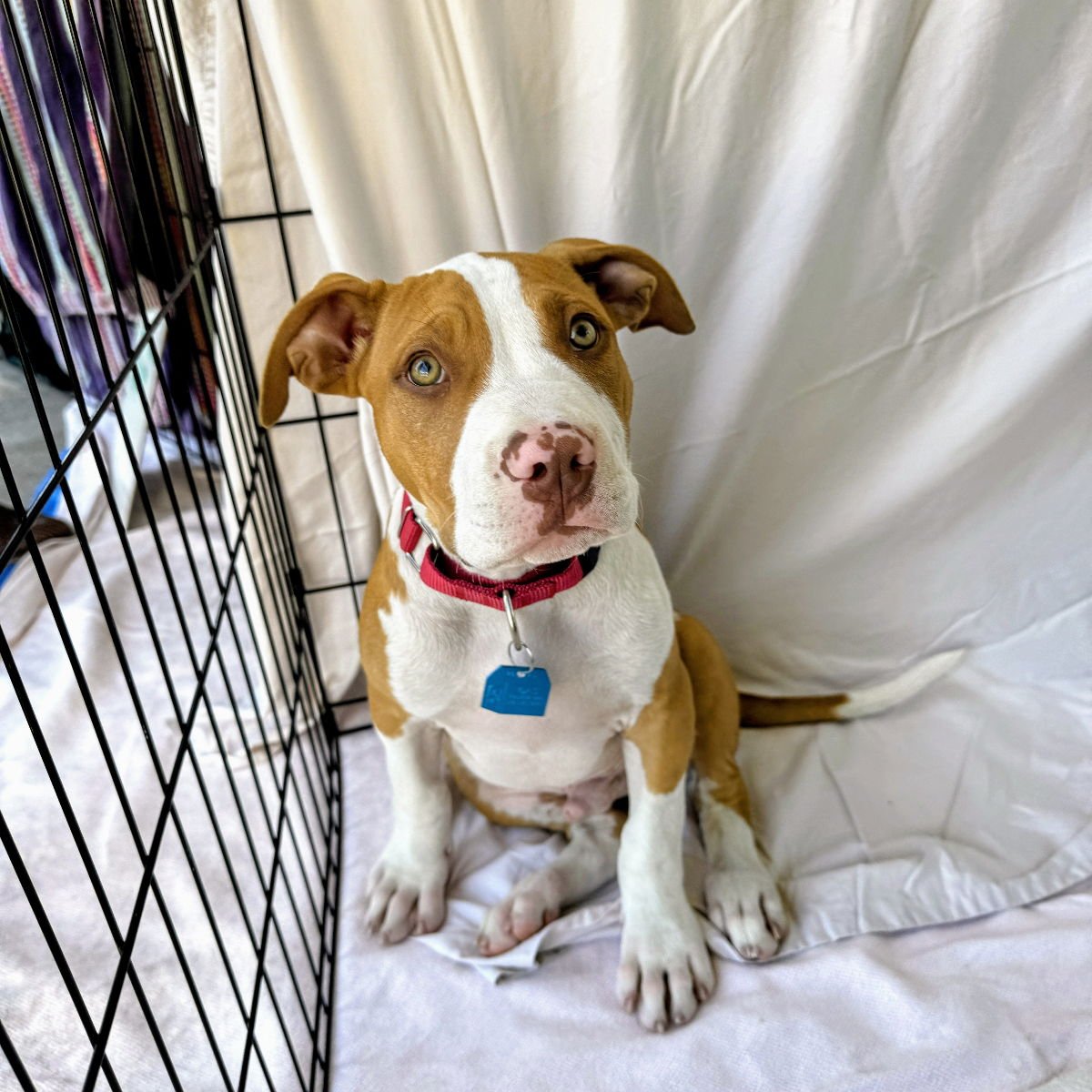 JAKE - Pit Bull Terrier available for adoption