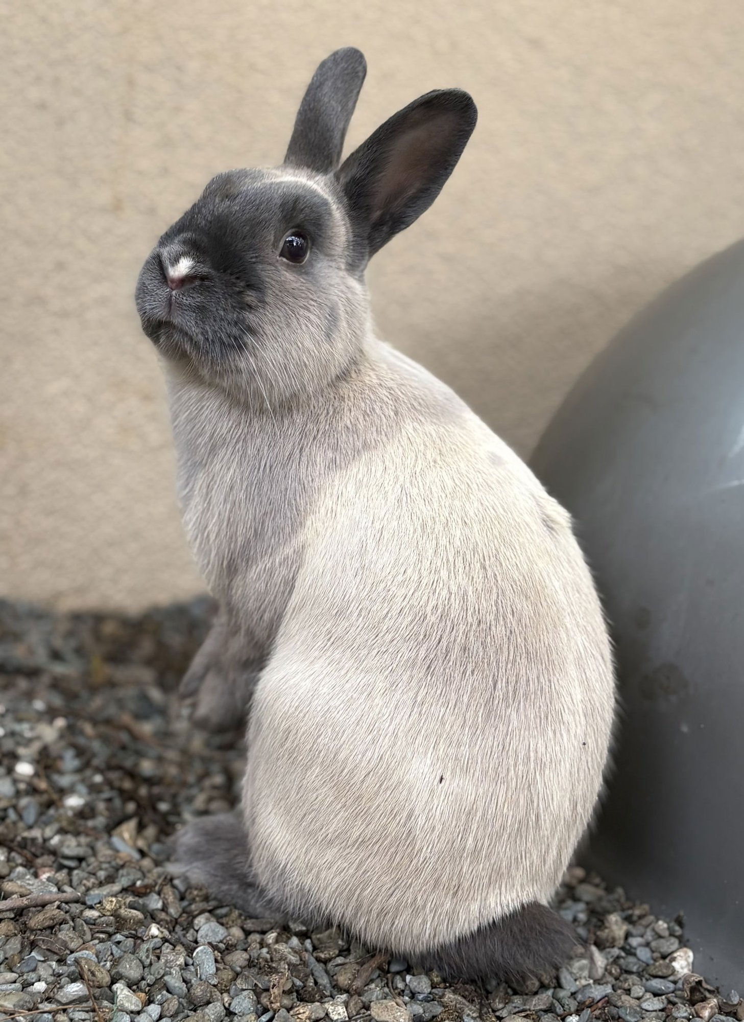 DELROY BUNDO - American Sable available for adoption