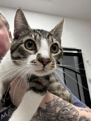 SHITAKE (BONDED W/SHROOM) - Domestic Short Hair available for adoption