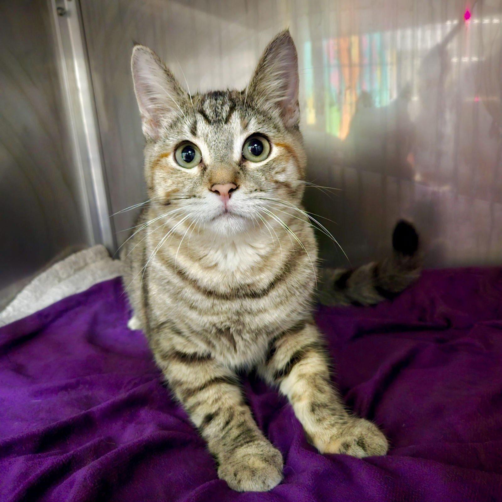 WREN (BONDED W/ FAWN) - Domestic Short Hair available for adoption