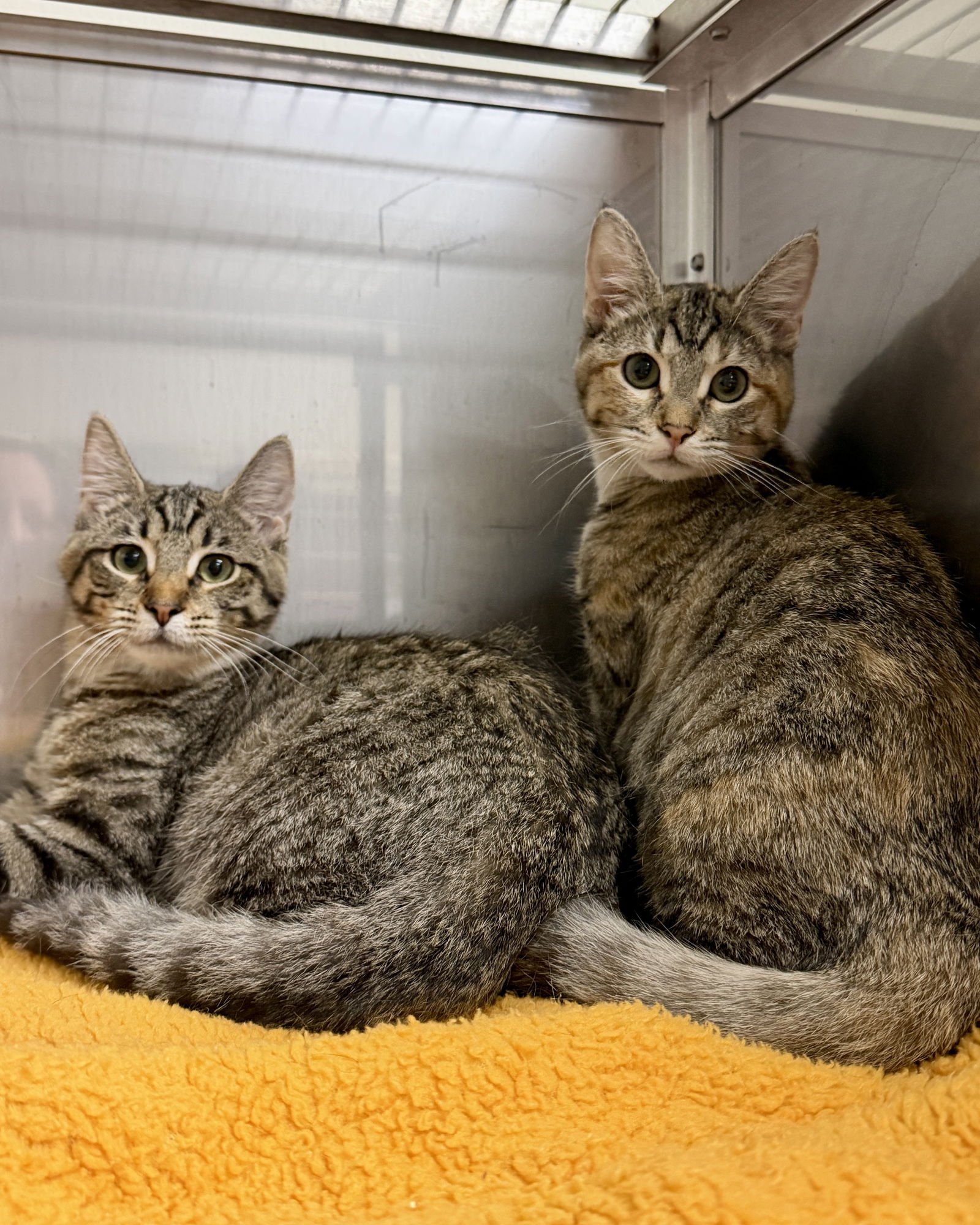 WREN (BONDED W/ FAWN) - Domestic Short Hair available for adoption