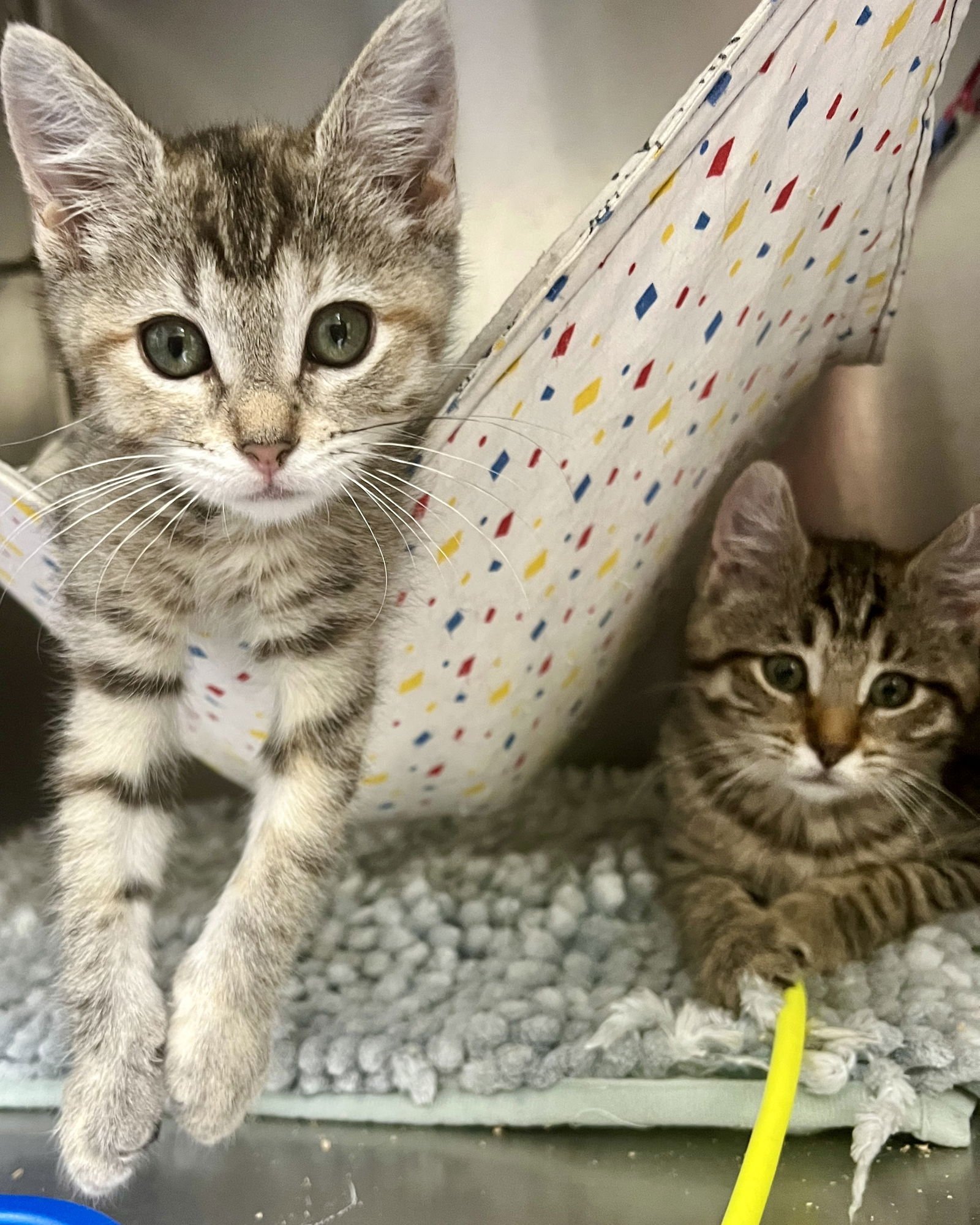 Wren (bonded w/ Fawn) - Photo 12