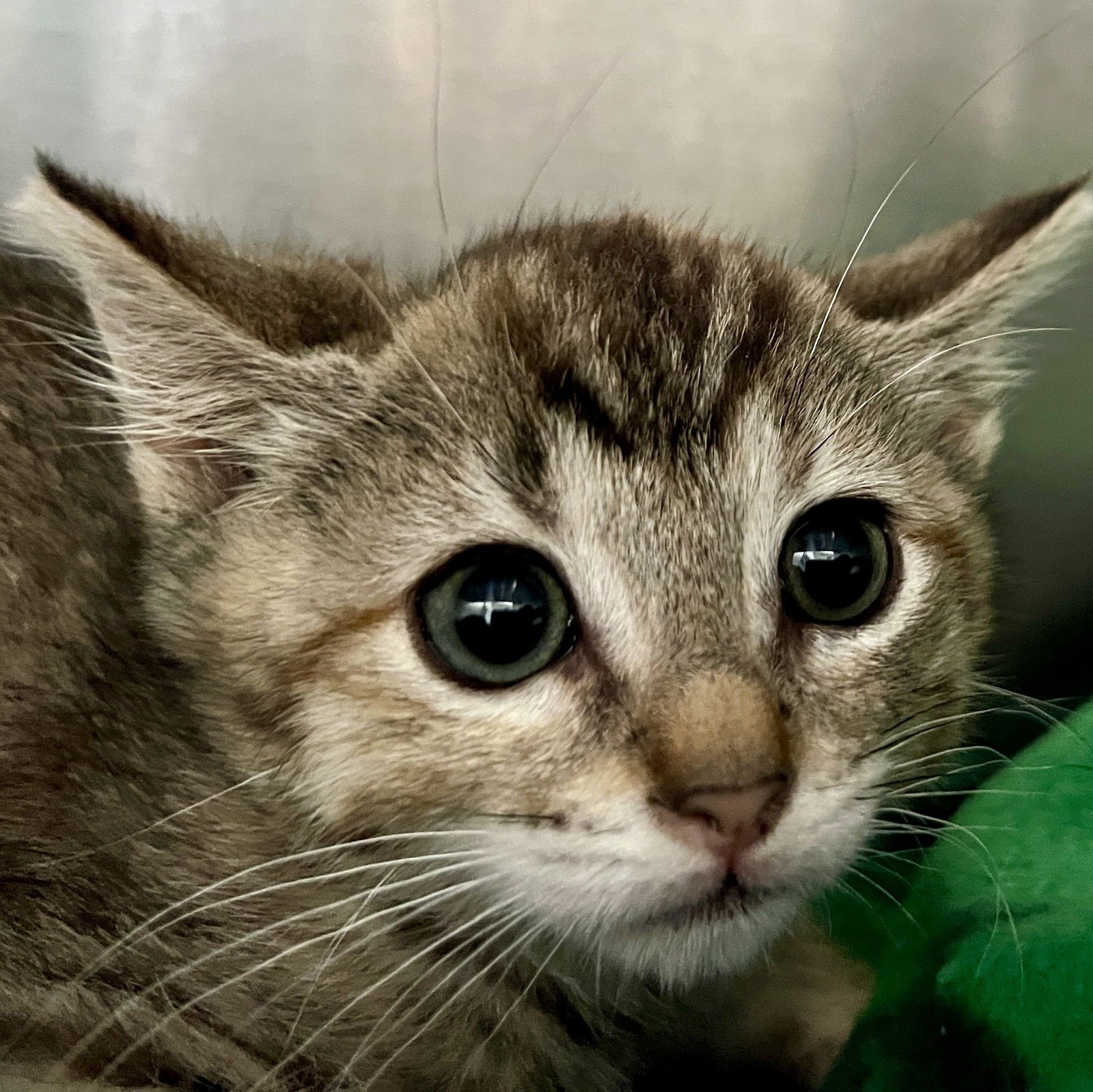 Wren (bonded w/ Fawn) - Photo 13