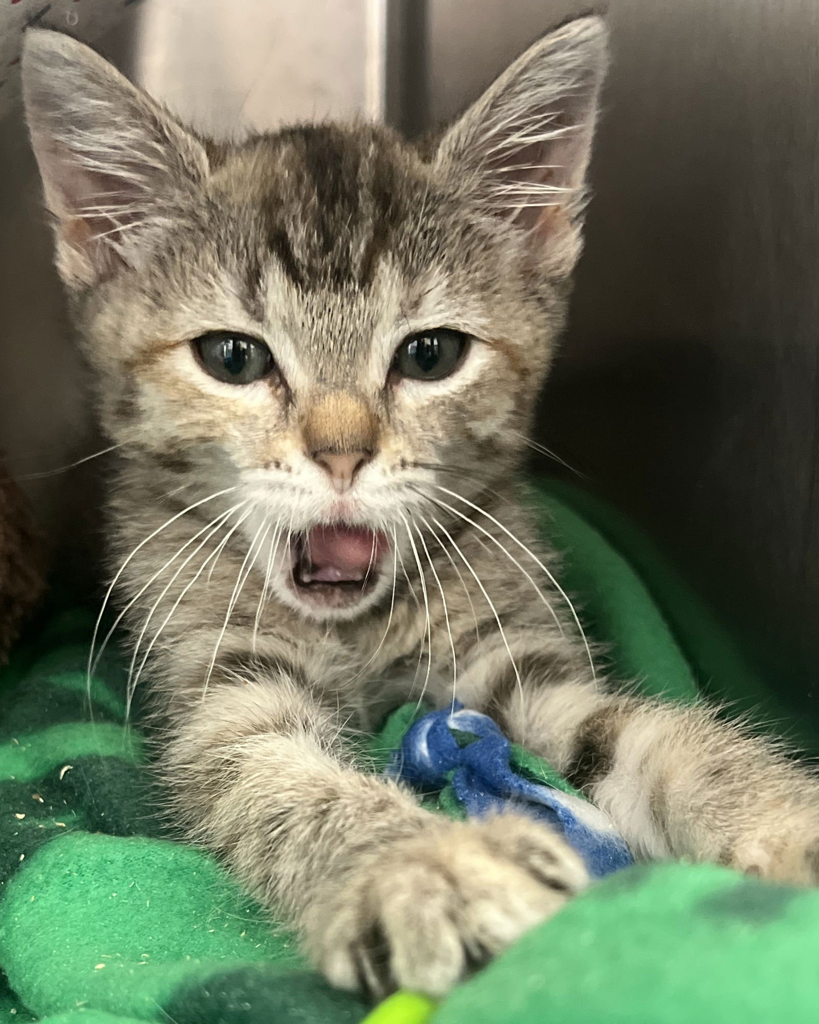 Wren (bonded w/ Fawn) - Photo 14