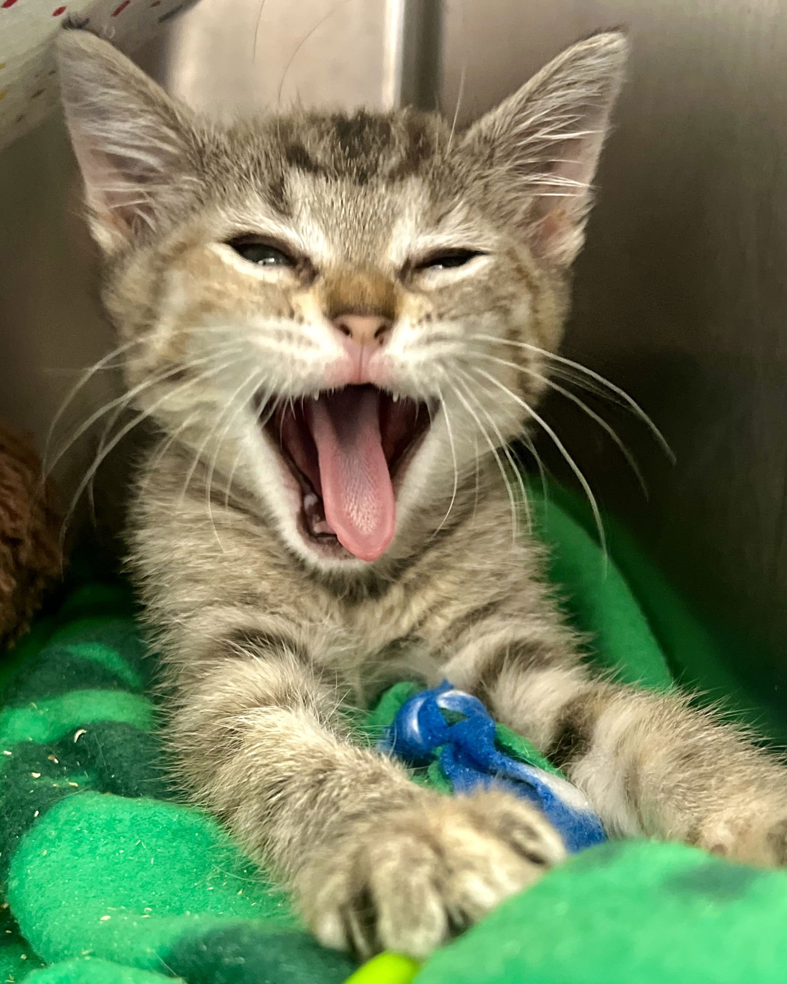 Wren (bonded w/ Fawn) - Photo 15