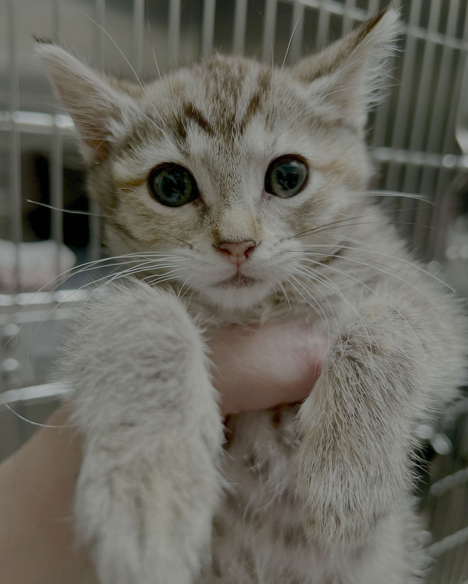 Wren (bonded w/ Fawn) - Photo 16