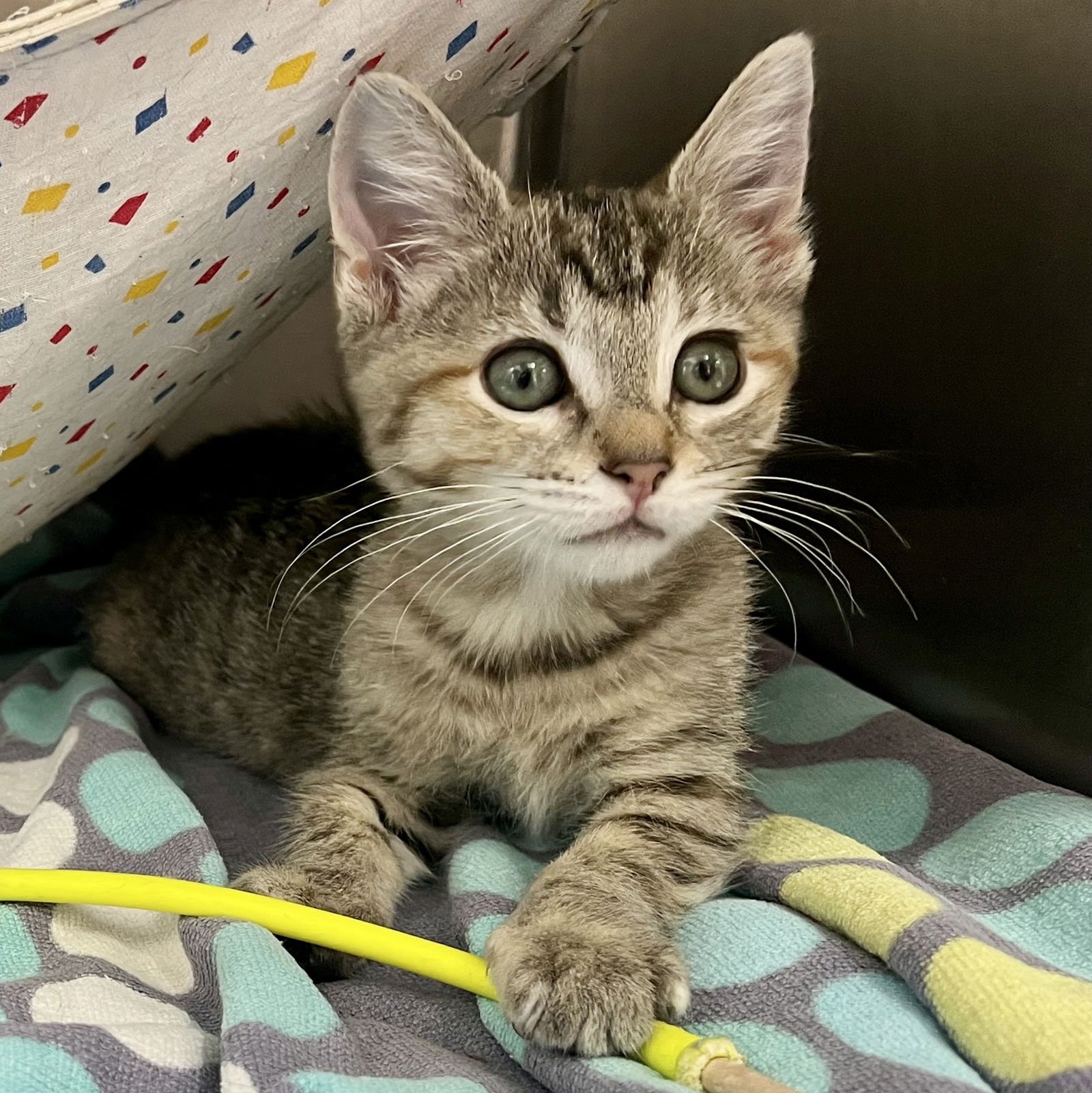 Wren (bonded w/ Fawn) - Photo 5