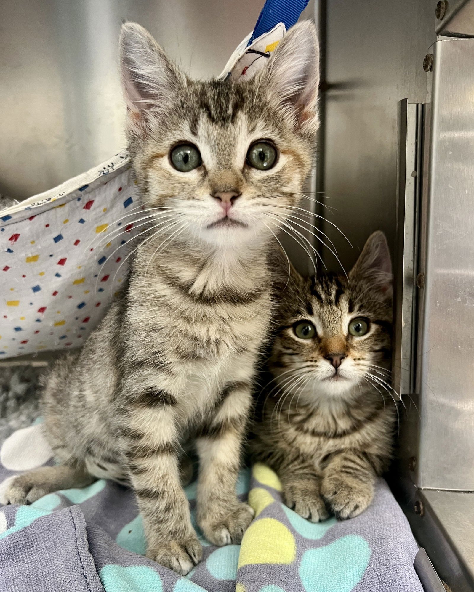 Wren (bonded w/ Fawn) - Photo 6