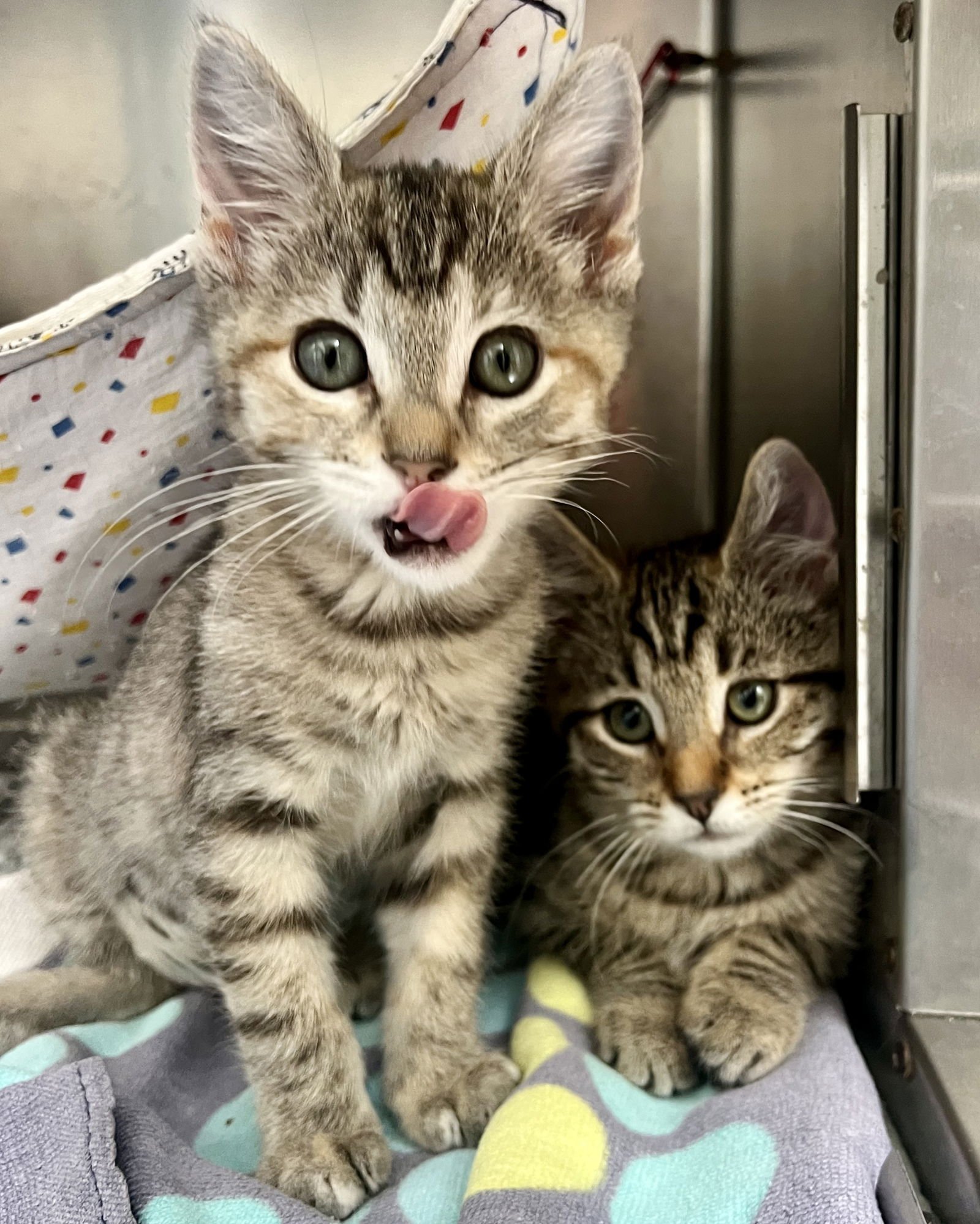 Wren (bonded w/ Fawn) - Photo 7