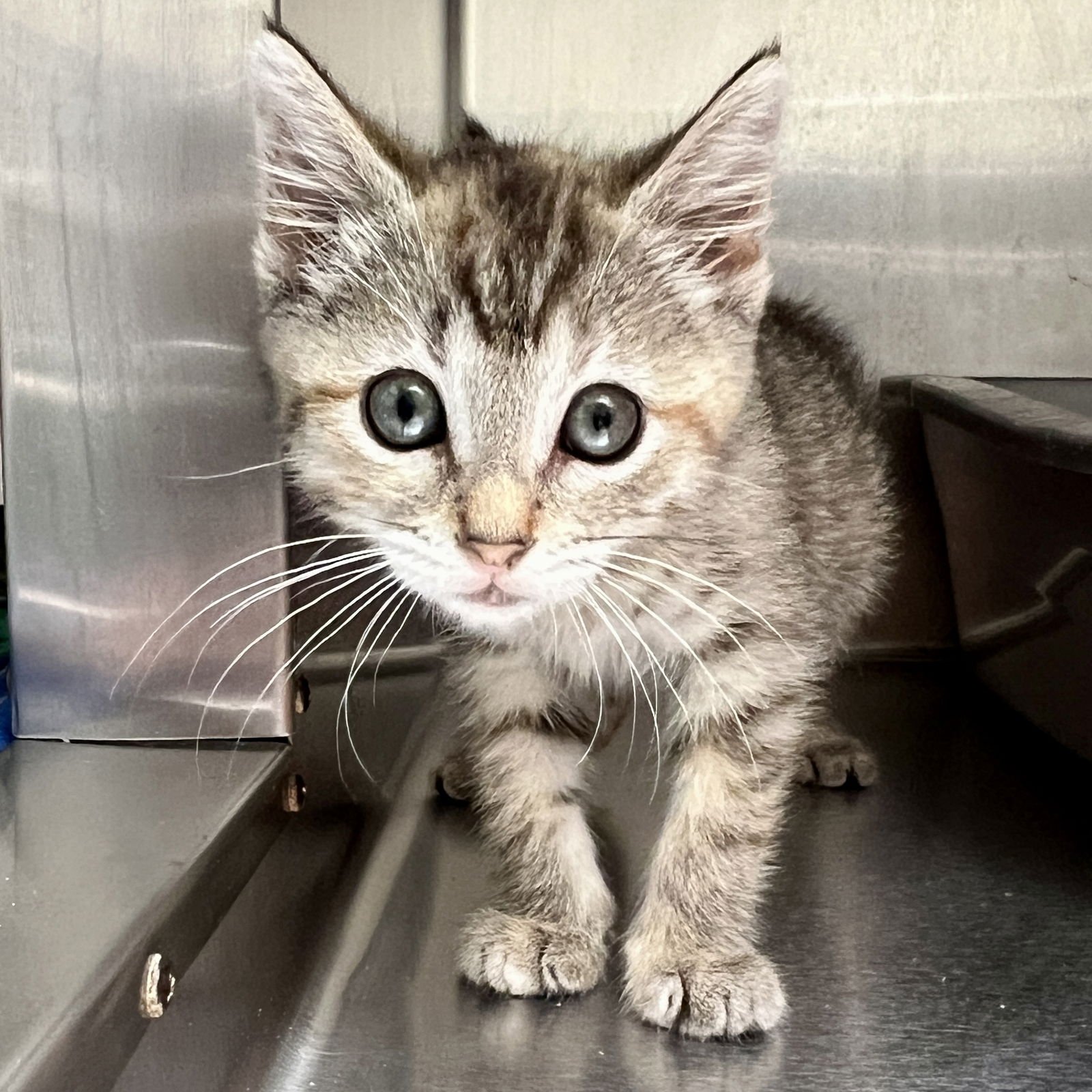 Wren (bonded w/ Fawn) - Photo 8