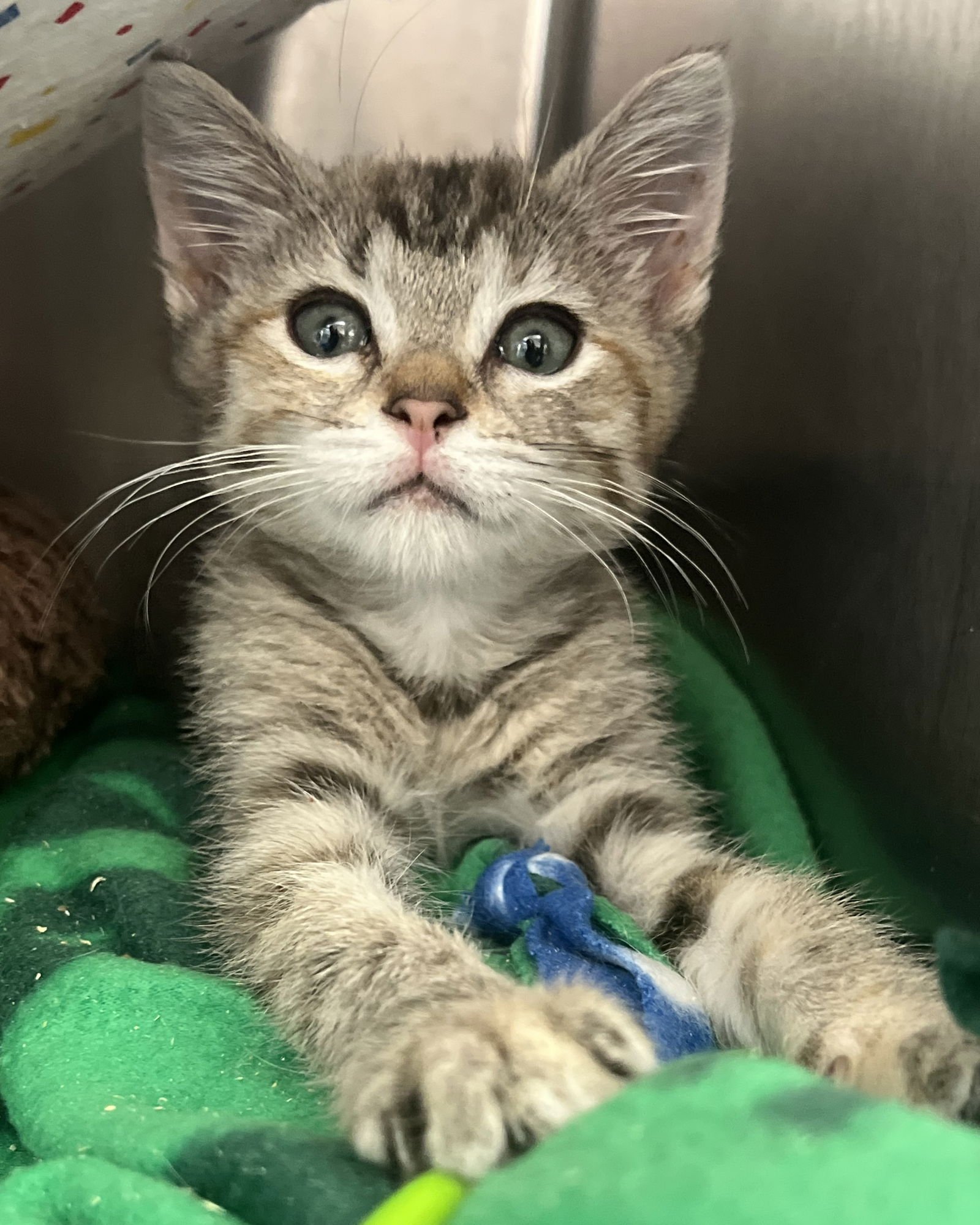 Wren (bonded w/ Fawn) - Photo 9