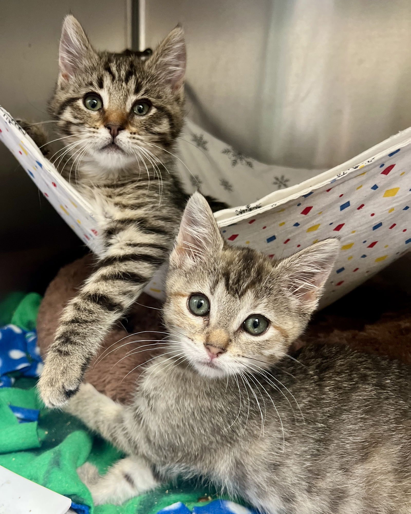 Wren (bonded w/ Fawn) - Photo 10