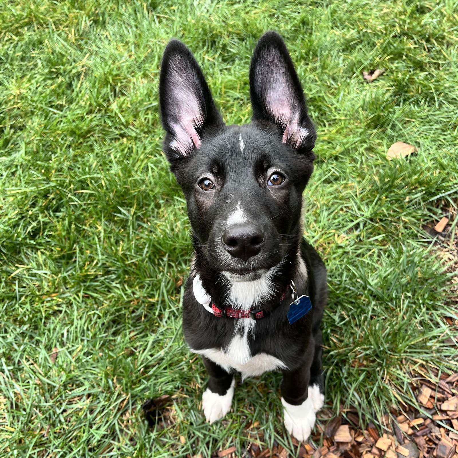 ZOHRAN - Shepherd available for adoption