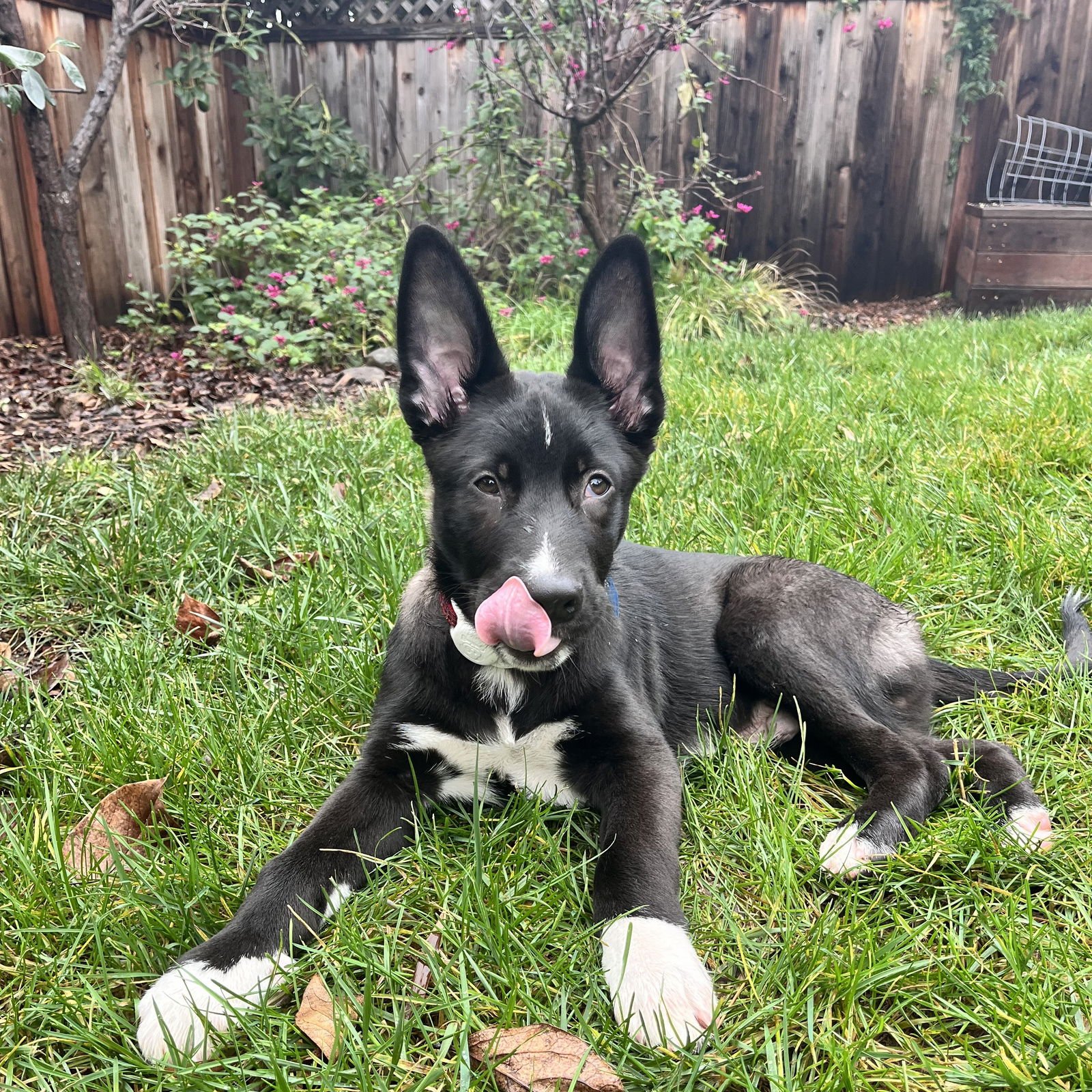 ZOHRAN - Shepherd available for adoption