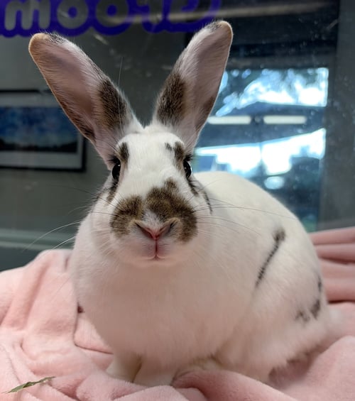 JUNEBUG - American available for adoption