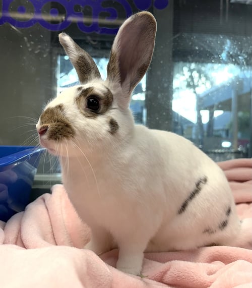 JUNEBUG - American available for adoption