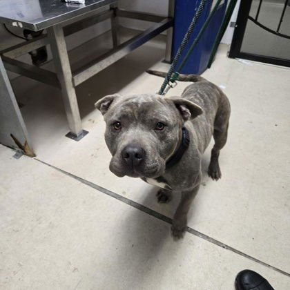 PORTOBELLO - Pit Bull Terrier available for adoption